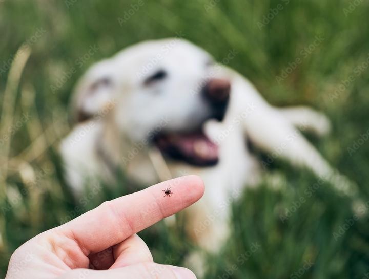 Tick Tock - It’s Time to Talk About Ticks