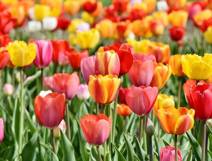 Natural Born Killers - Which Plants May Harm Your Pet