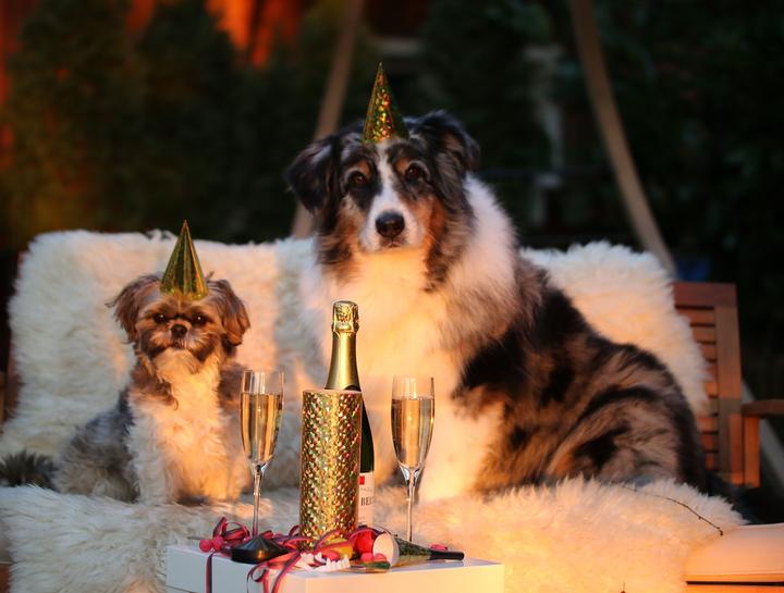 Have You Made Resolutions for Your Pet for 2025?