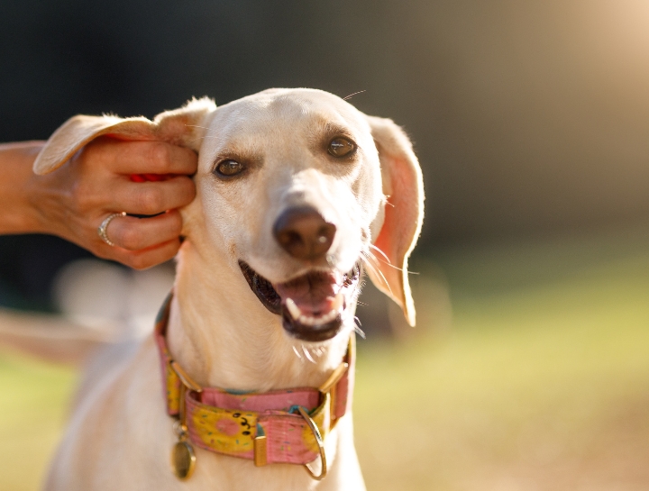 Seasonal Pet Allergies