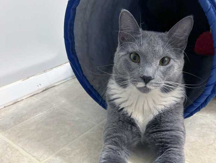Preventive Care for Cats