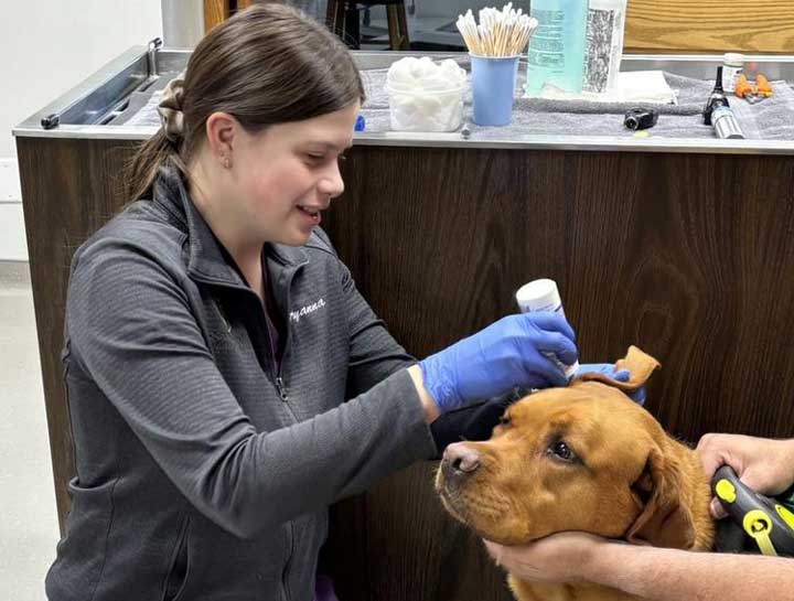 Preventive Care for Dogs