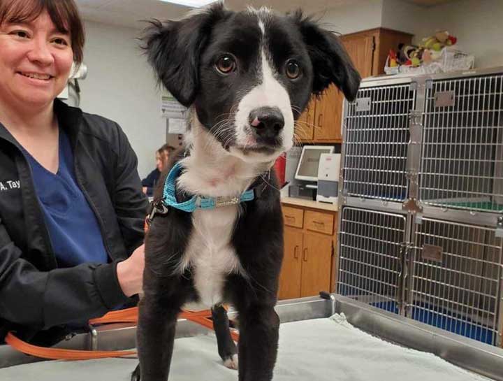 Puppy & Kitten Care 