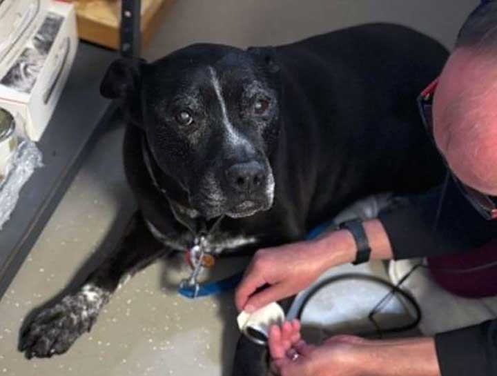 Senior Pet Care 